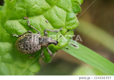 Closeup on a fresh emerged European plant parasite weevile beetle, Liophloeus tessulatus on a green leaf 114102357
