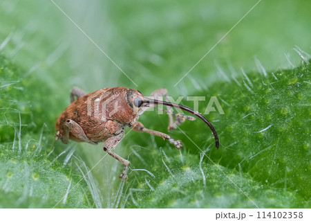 Closeup on a small European carpophagus weevil beetle, Curculio glandium sitting on a thistle leaf 114102358