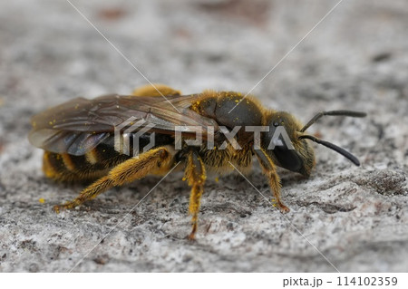 Closeup on a female European Common furrow sweat bee, Lasioglossum calceatum sitting on wood 114102359