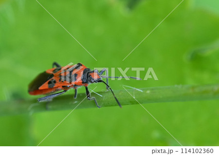 Closeup on a colorful bright red Eureopean Rhopalid bug, Corizus hyoscyami, on a green leaf 114102360