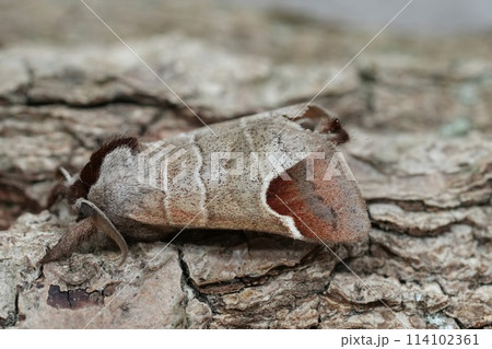 Closeup on a European Chocolate-tip moth, Clostera curtula sitting on wood 114102361