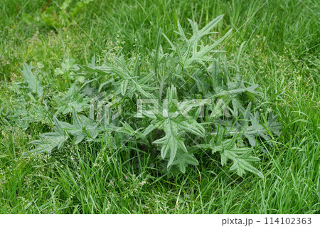 Closeup on an emerging European spear thistle plant, Cirsium vulgare growing in a meadow 114102363