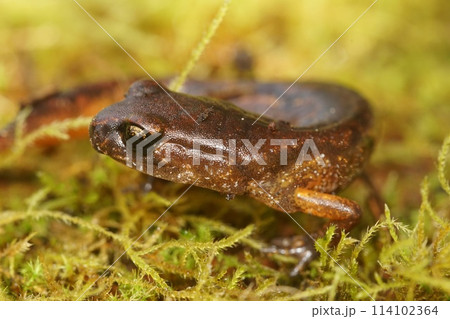 Closeup on a North american, Pacific Ensatina eschscholtzii salamander, sitting in green moss 114102364