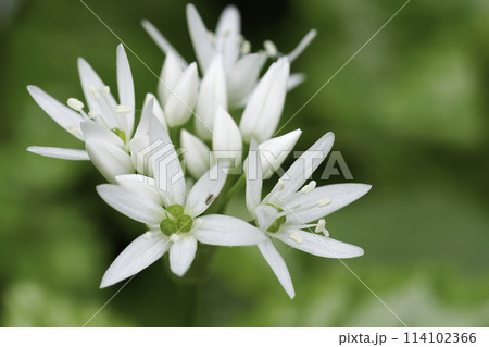 Closeup on the bright white flower of the Wild garlic, Allium ursinum in the garden 114102366
