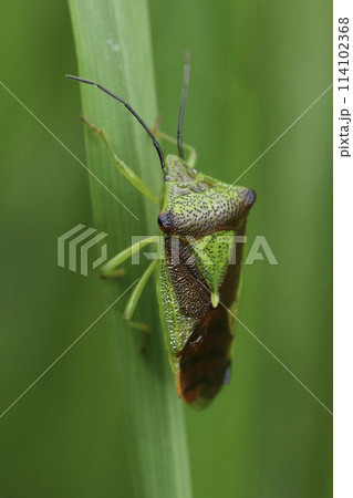 Closeup on the adult imago hawthorn shield bug, Acanthosoma haemorrhoidale hiding in the grass 114102368