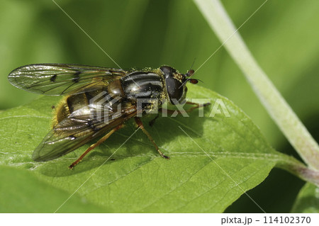 Closeup on the EUropean Common Copperback hoverfly, Ferdinandea cuprea sunbathing on a green leaf 114102370
