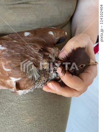 Patient pigeon with wound recovering Patient pigeon with wound recovering 114102404