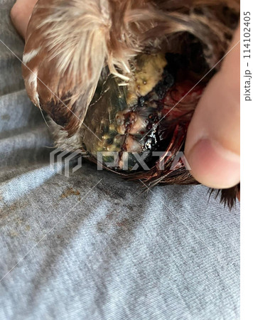Bird pigeon with wound close-up 114102405