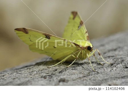 Closeup on the colorful European yellow Brimstone Moth geometer moth, Opisthograptis luteolat sitting on wood 114102406