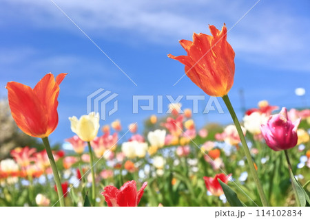 【香川県】春の国営讃岐まんのう公園（チューリップ畑） 114102834