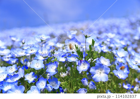 【香川県】秋の国営讃岐まんのう公園（ネモフィラと蜂） 114102837