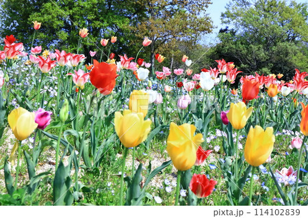 【香川県】春の国営讃岐まんのう公園（チューリップ畑） 114102839