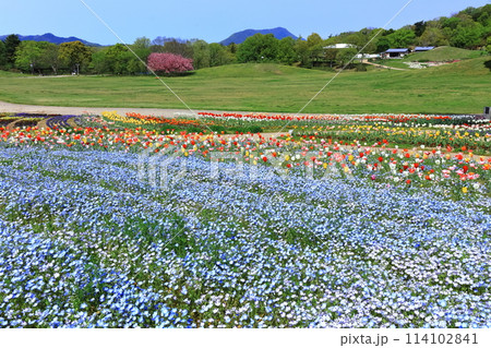 【香川県】春の国営讃岐まんのう公園(ネモフィラとチューリップ畑) 【香川県】春の国営讃岐まんのう公園(ネモフィラとチューリップ畑) 114102841