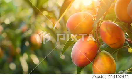 Golden sunlight dapples ripe mangoes on a tree, showcasing fresh produce. Vibrant, healthy eating concept with a tropical twist. Ideal for nutrition and food themes. AI 114102939