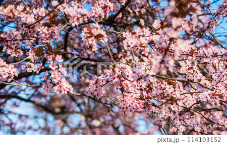 Selective focus of beautiful branches of pink Cherry blossom on the tree under blue sky, Beautiful Sakura flowers during spring season in the park, Nature floral background with copy space. Blooming 114103152