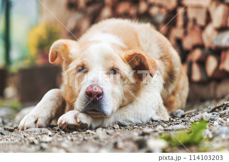 Clear dog on the ground on a farm Clear dog on the ground on a farm 114103203