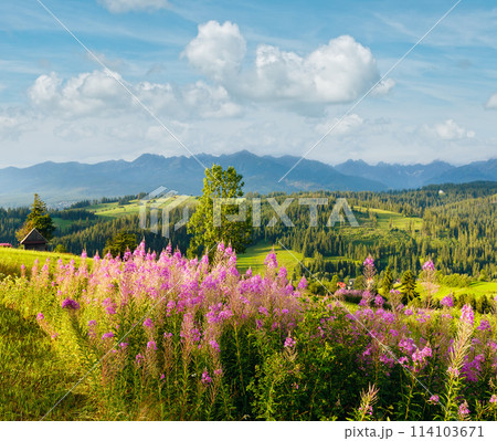 Summer mountain country view Summer mountain country view 114103671