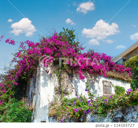 Flowering tree on the roof 114103727