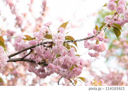 Closeup of a cherry blossom branch with pink flowers in natural landscape Closeup of a cherry blossom branch with pink flowers in natural landscape 114103921