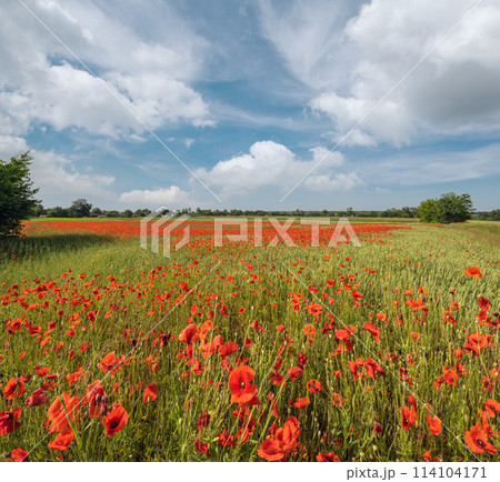 Wheat field and red poppy flowers, Ukraine Wheat field and red poppy flowers, Ukraine 114104171
