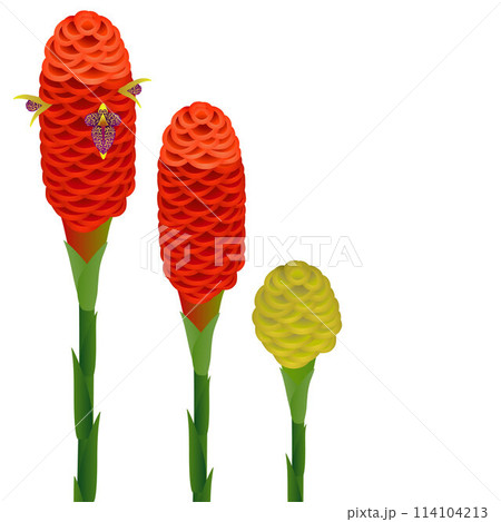 Zingiber spectabile, ginger flowers on a white isolated background. Zingiber spectabile, ginger flowers on a white isolated background. 114104213