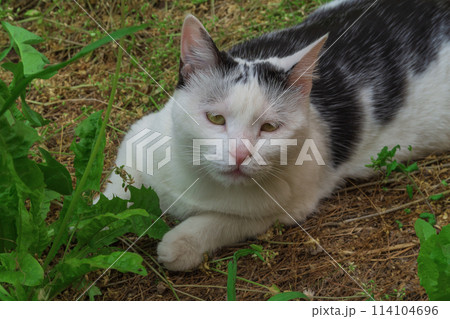 Black and white cat lying on the ground next to grass and looks at the camera 114104696