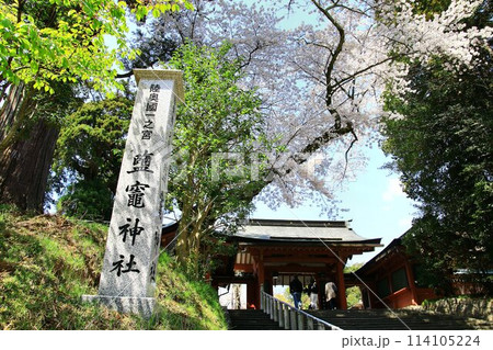春・桜咲く頃… 塩竈みなと祭の出発点【鹽竈神社】 114105224