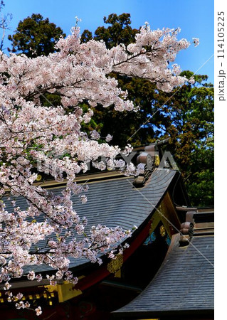 春・桜咲く頃… 塩竈みなと祭の出発点【鹽竈神社】 春・桜咲く頃… 塩竈みなと祭の出発点【鹽竈神社】 114105225