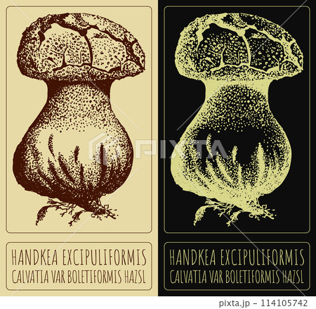 Vector drawing HANDKEA EXCIPULIFORMIS. Hand drawn illustration. The Latin name is CALVATIA VAR BOLETIFORMIS HAZSL. Vector drawing HANDKEA EXCIPULIFORMIS. Hand drawn illustration. The Latin name is CALVATIA VAR BOLETIFORMIS HAZSL. 114105742