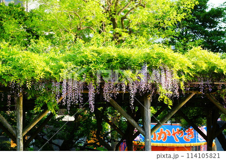 藤の花のある風景といかやき 藤の花のある風景といかやき 114105821