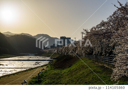 馬見ヶ崎さくらラインの桜並木 馬見ヶ崎さくらラインの桜並木 114105860
