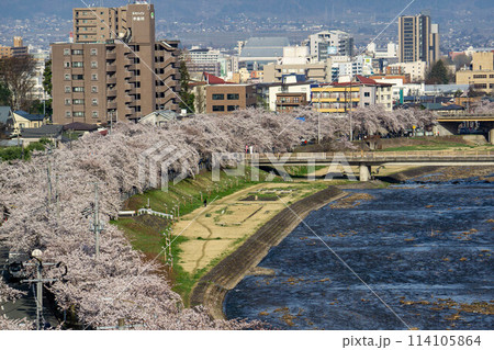 馬見ヶ崎さくらラインの桜並木 114105864
