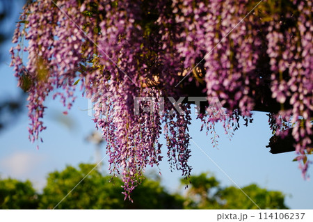 藤の花のある風景 藤の花のある風景 114106237