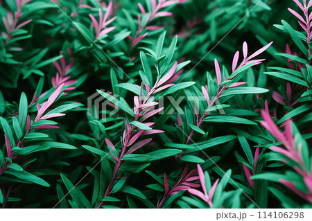 Close up of green plants 114106298