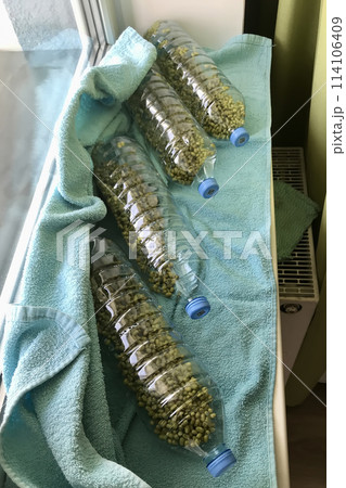 Mound of sprouted mung beans with small roots for eating in water in germinator in the form transparent plastic bottles on the table. Close-up Mound of sprouted mung beans with small roots for eating in water in germinator in the form transparent plastic bottles on the table. Close-up 114106409