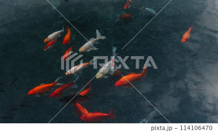 A cluster of fish gliding through a murky pond, their predominantly orange hues blending into the dimness of the water. A cluster of fish gliding through a murky pond, their predominantly orange hues blending into the dimness of the water. 114106470