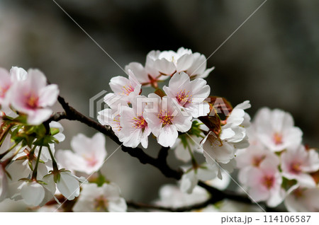 桜 化粧咲きの染井吉野(そめいよしの) 114106587