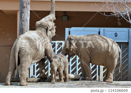 札幌市円山動物園　ぞう舎 114106609