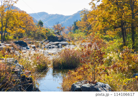 埼玉長瀞の秋　紅葉見頃の荒川　岩畳 114106617