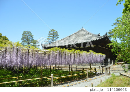 藤棚と新緑 114106668