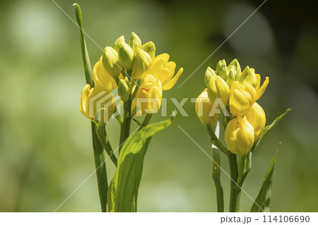 二株並んで仲良く咲くキンランの花 二株並んで仲良く咲くキンランの花 114106690
