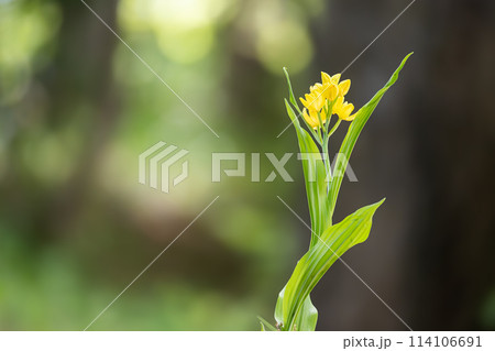 柔らかな木漏れ日をバックに揺らめくキンランの花 114106691