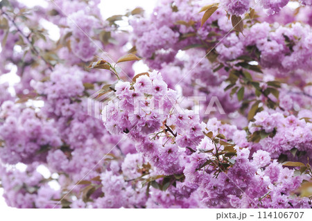 cherry blossom background 114106707