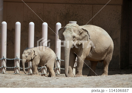 札幌市円山動物園 ぞう舎 114106887