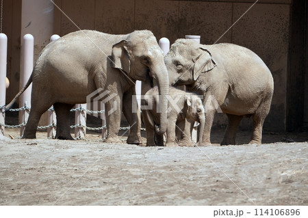 札幌市円山動物園 ぞう舎 札幌市円山動物園 ぞう舎 114106896