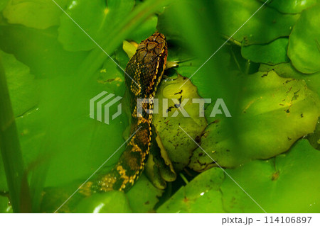 水面から顔を出すシマヘビ 114106897