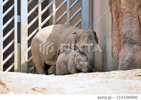 札幌市円山動物園　ぞう舎 114106906