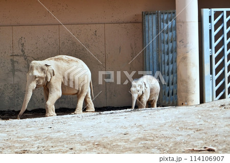 札幌市円山動物園 ぞう舎 札幌市円山動物園 ぞう舎 114106907