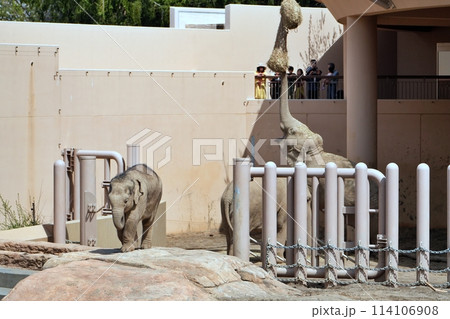 札幌市円山動物園 ぞう舎 札幌市円山動物園 ぞう舎 114106908