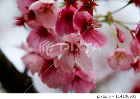 桜 化粧咲きの陽光 (ようこう) 114106939